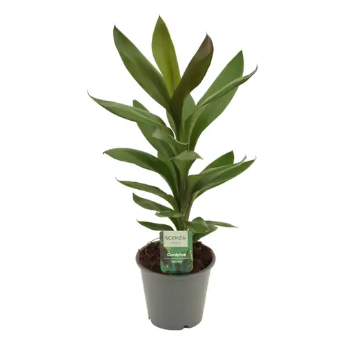 Cordyline Glauca T12 H40