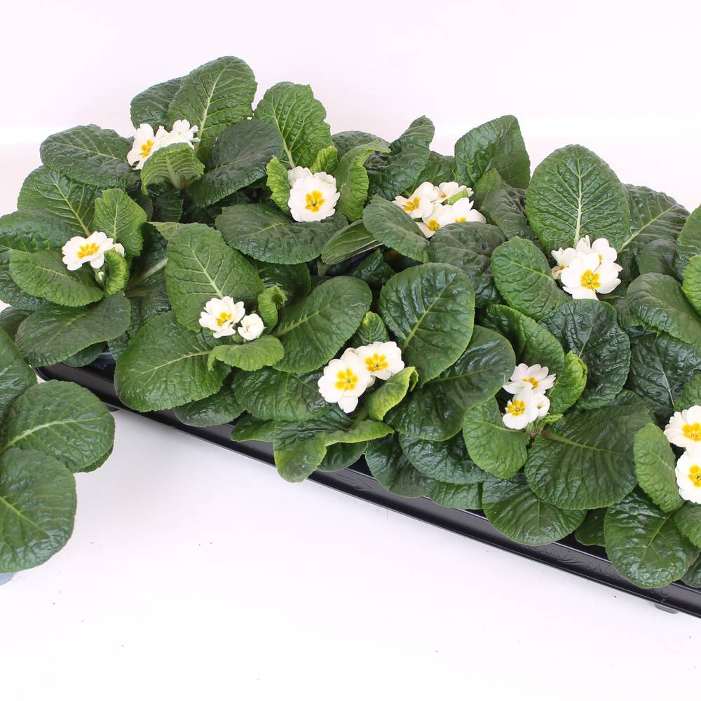 Primula Acaulis weiss T10 H015