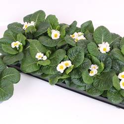 Primula Acaulis weiss T10 H015