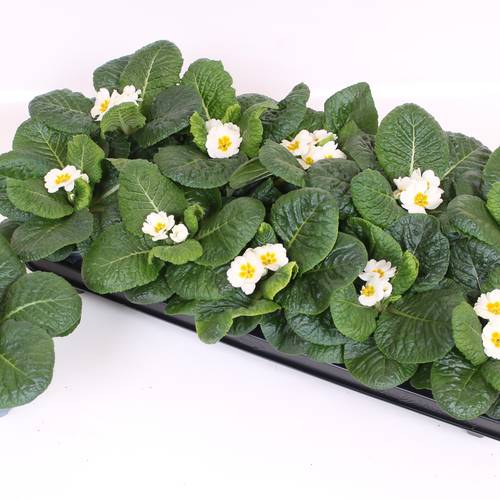 Primula Acaulis weiss T10 H015