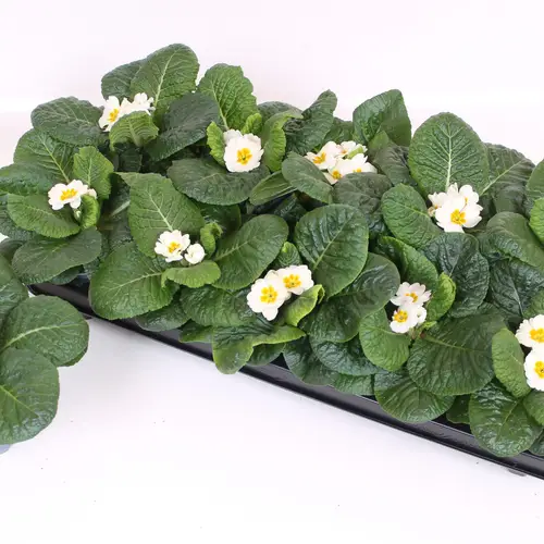 Primula Acaulis weiss T10 H015