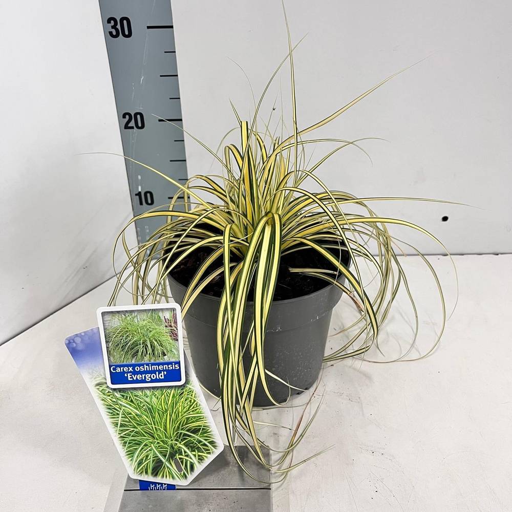Carex Oshimensis Evergold T17 H35