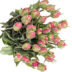 Tulpe pink doppel Glamour Girl 40 Gramm