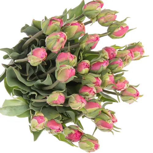 Tulpe pink doppel Glamour Girl 40 Gramm