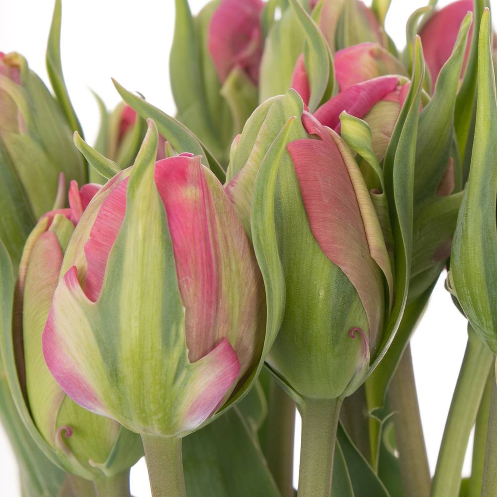 Tulpe pink doppel Glamour Girl 40 Gramm
