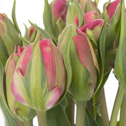 Tulpe pink doppel Glamour Girl 40 Gramm