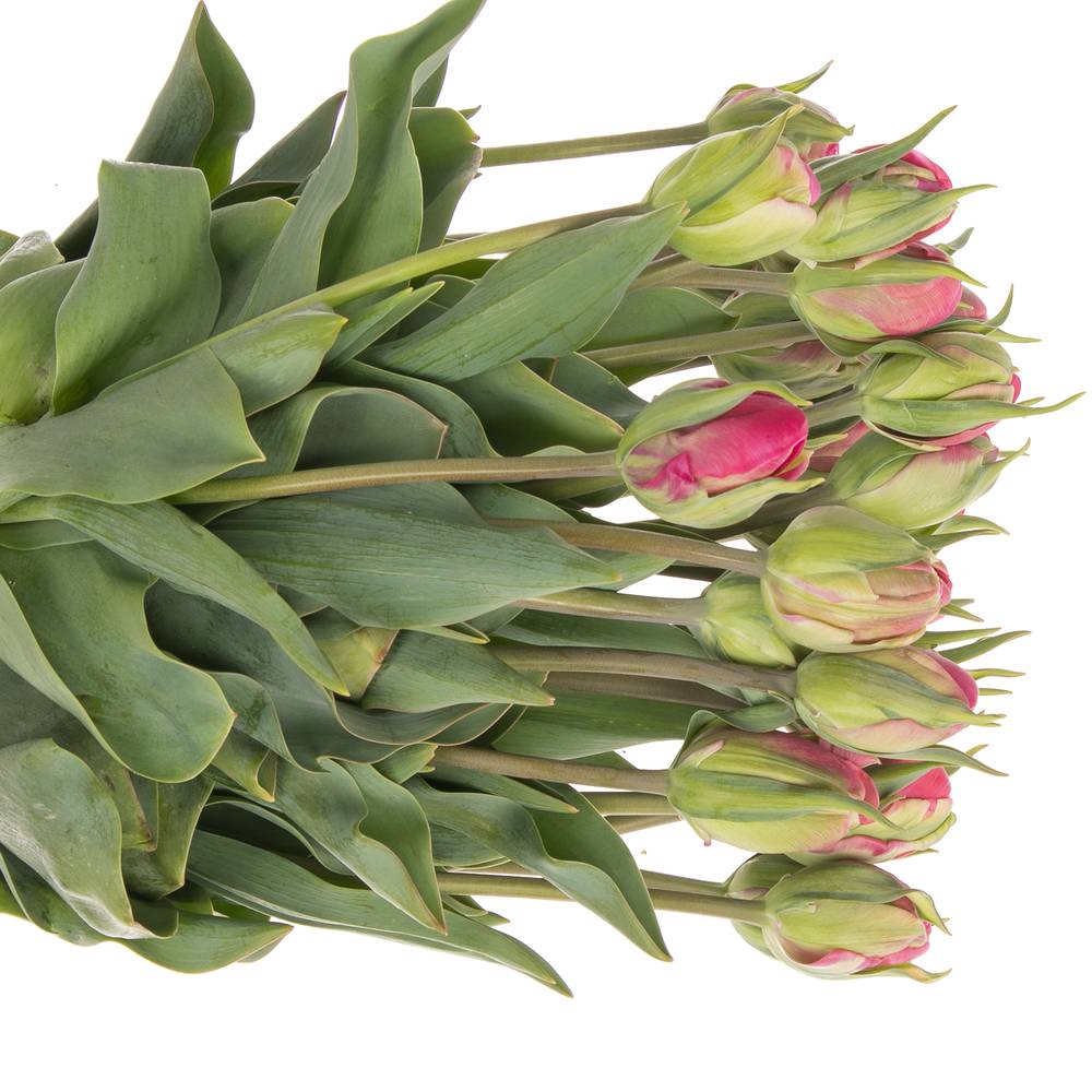 Tulpe pink doppel Glamour Girl 40 Gramm
