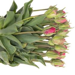 Tulpe pink doppel Glamour Girl 40 Gramm