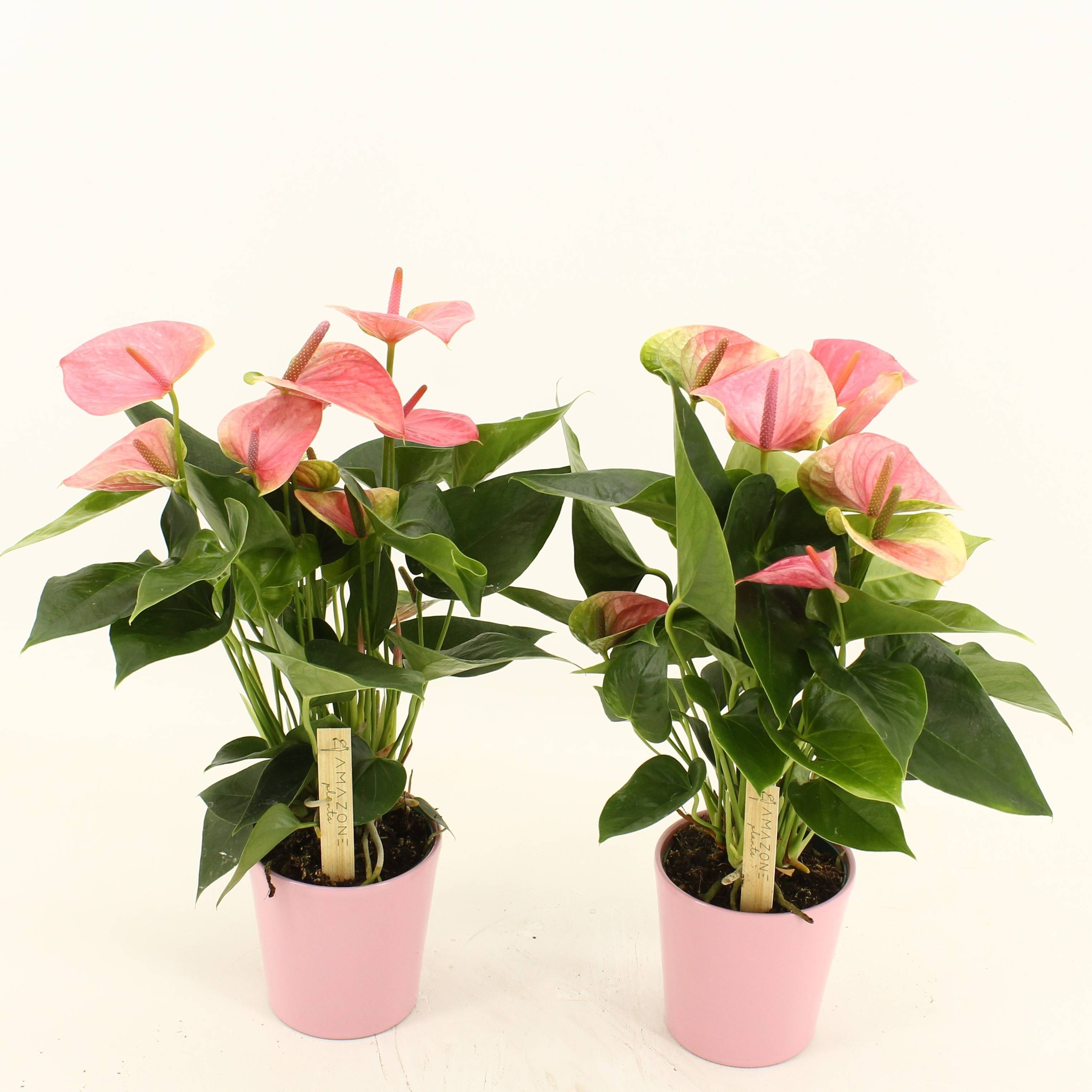 anthurium red crystallinum x forgetii Anthurium Red Crystallinum x Dorayaki main image 0