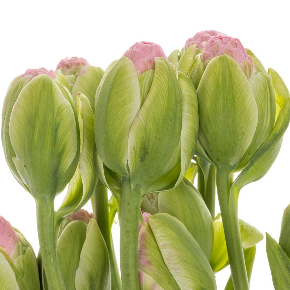 Tulpe rosa doppel Strawberry 41 Gramm 45cm