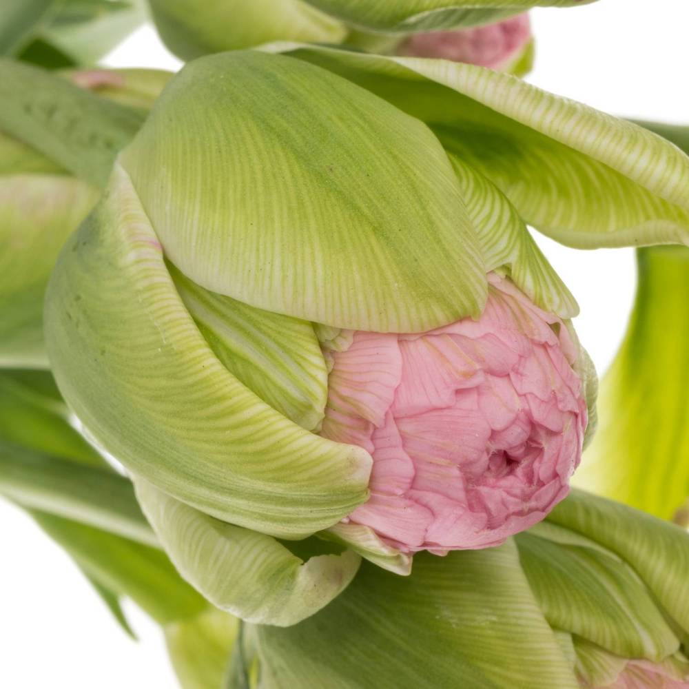 Tulpe rosa doppel Strawberry 41 Gramm 45cm