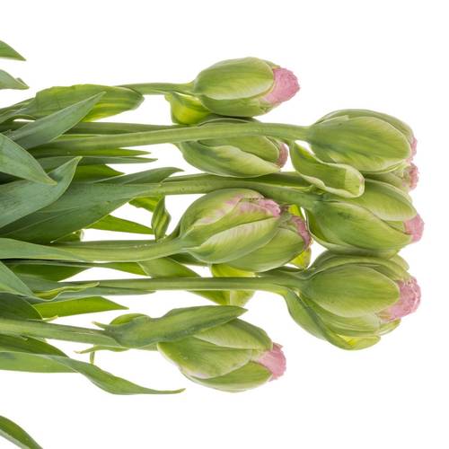 Tulpe rosa doppel Strawberry 41 Gramm 45cm