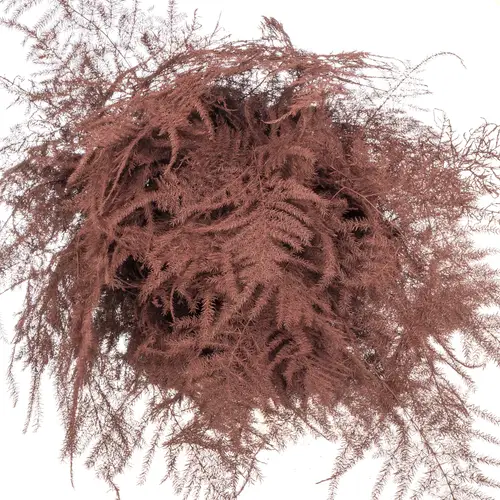 Plumosos braun gefärbt 45cm
