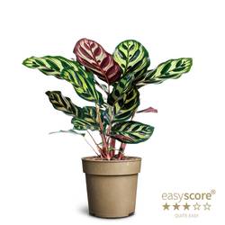 Calathea Makoyana T11 H025
