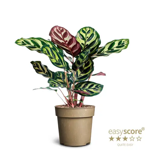 Calathea Makoyana T11 H025