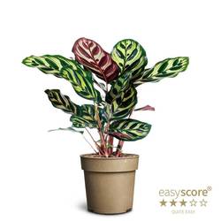 Calathea Makoyana T11 H025