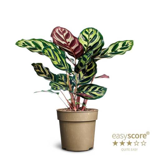 Calathea Makoyana T11 H025