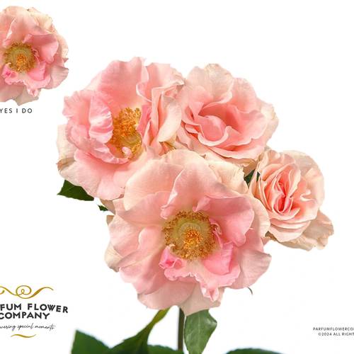 Rose verzweigt lachs Yes I Do 50cm