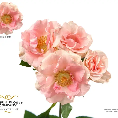 Rose verzweigt lachs Yes I Do 50cm