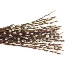 Kätzchen        40cm