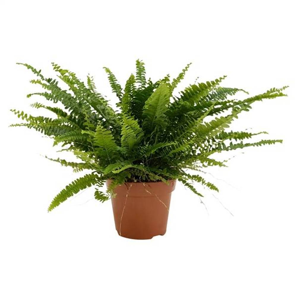 Nephrolepis Green Lady ASP T17 H40