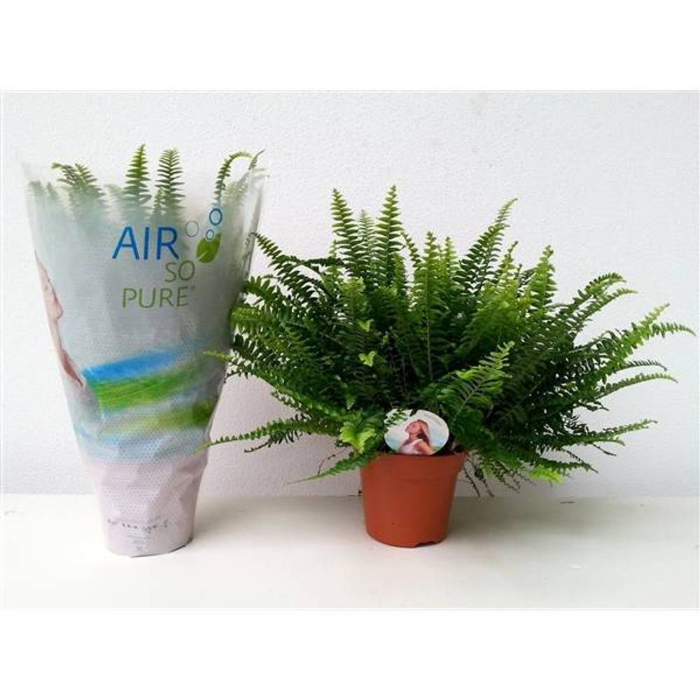 Nephrolepis Green Lady ASP T17 H40