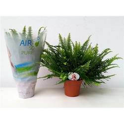 Nephrolepis Green Lady ASP T17 H40