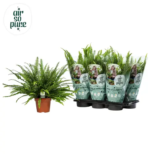 Nephrolepis Green Lady ASP T17 H40