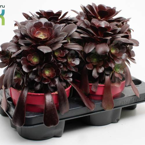 Aeonium Arboreum T15 H030