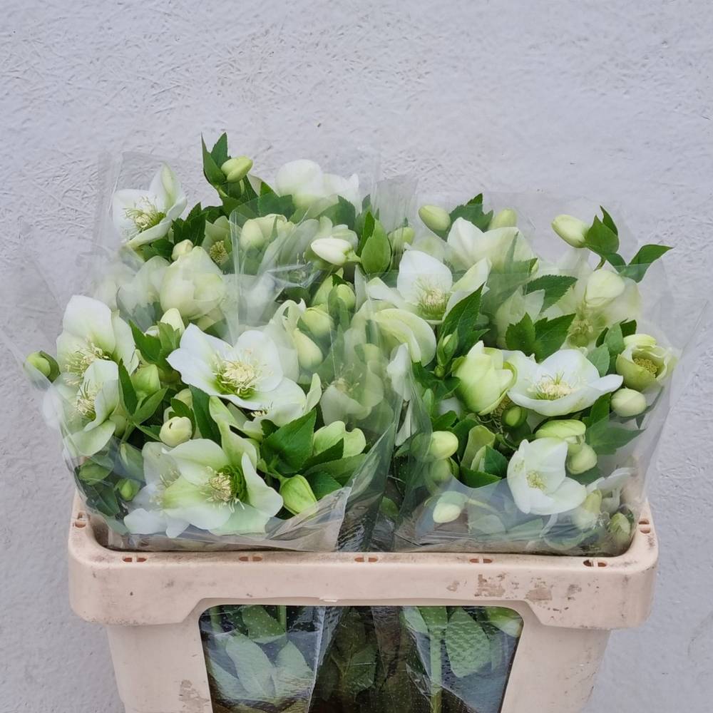 Helleborus weiss Queens White 50cm