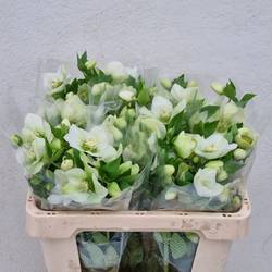 Helleborus weiss Queens White 50cm