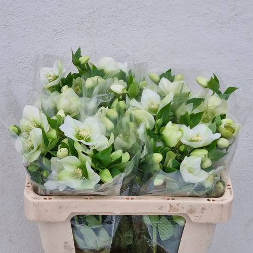 Helleborus weiss Queens White 50cm
