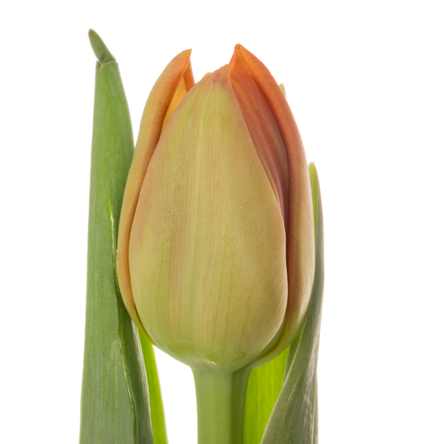 Tulpe orange doppel Icoon 40 Gramm