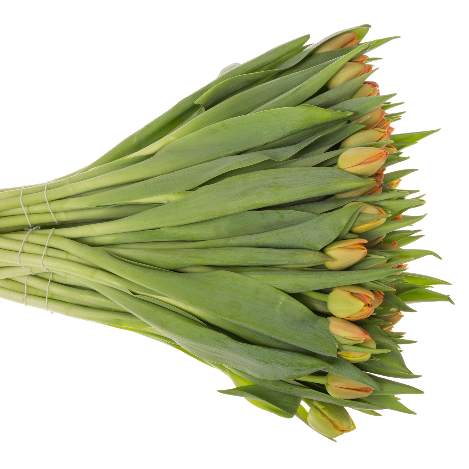 Tulpe orange doppel Icoon 40 Gramm