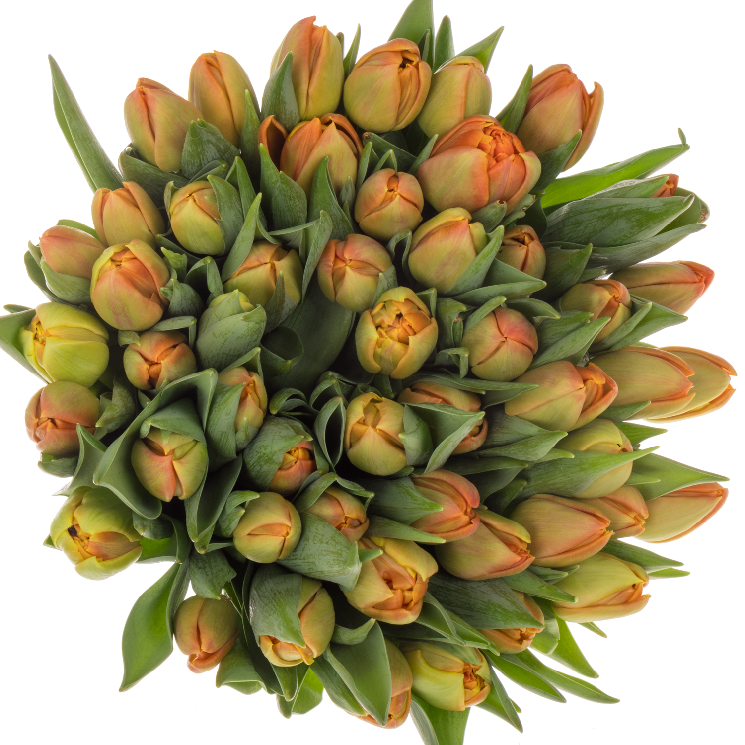 Tulpe orange doppel Icoon 40 Gramm