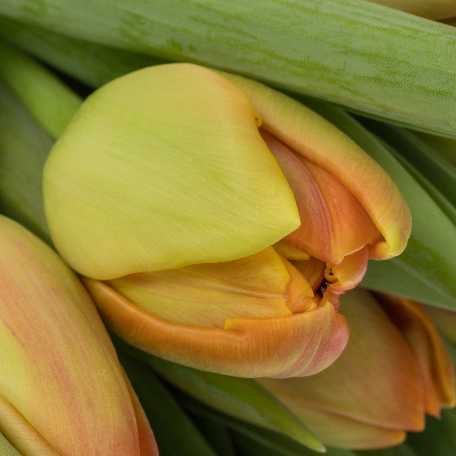 Tulpe orange doppel Icoon 40 Gramm