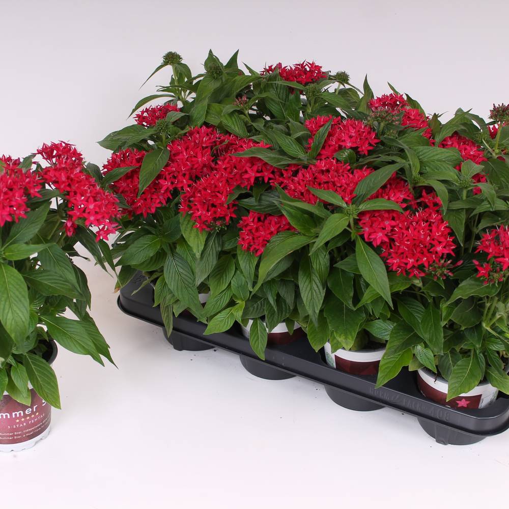 Pentas dunkel rosa T13 H028