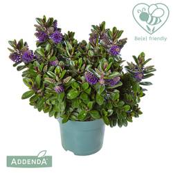 Hebe Vinoa dunkel lila T15 H45