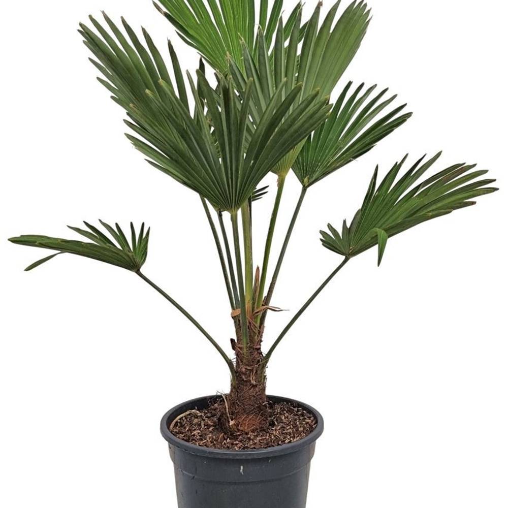 Trachycarpus wagnerianus T21 H075