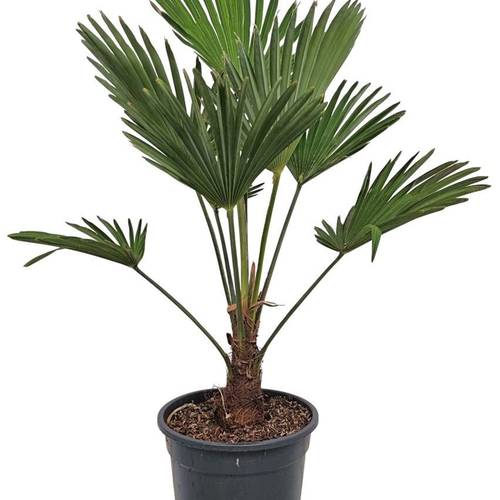 Trachycarpus wagnerianus T21 H075