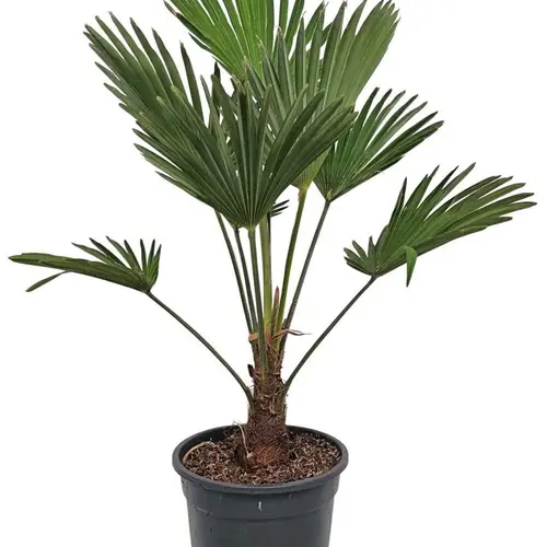 Trachycarpus wagnerianus T21 H075