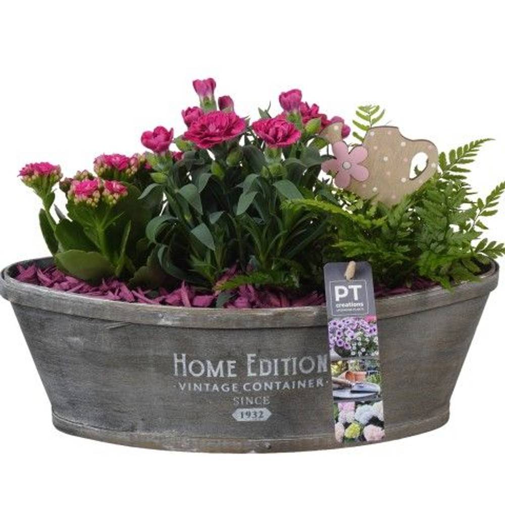 Garten.Arr PTPP2593 T32 H023