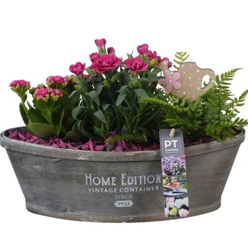 Garten.Arr PTPP2593 T32 H023