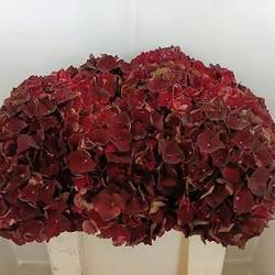 Hortensie weinrot Rubyred classic Bol 20cm 50cm