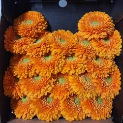 Germini orange Pomponi Hotel