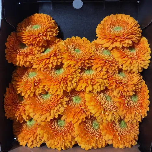Germini orange Pomponi Hotel