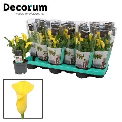 Calla gelb Sunclub T10,5 H035