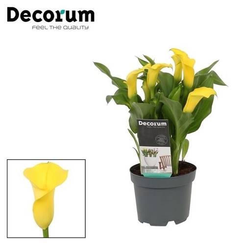 Calla gelb Sunclub T10,5 H035
