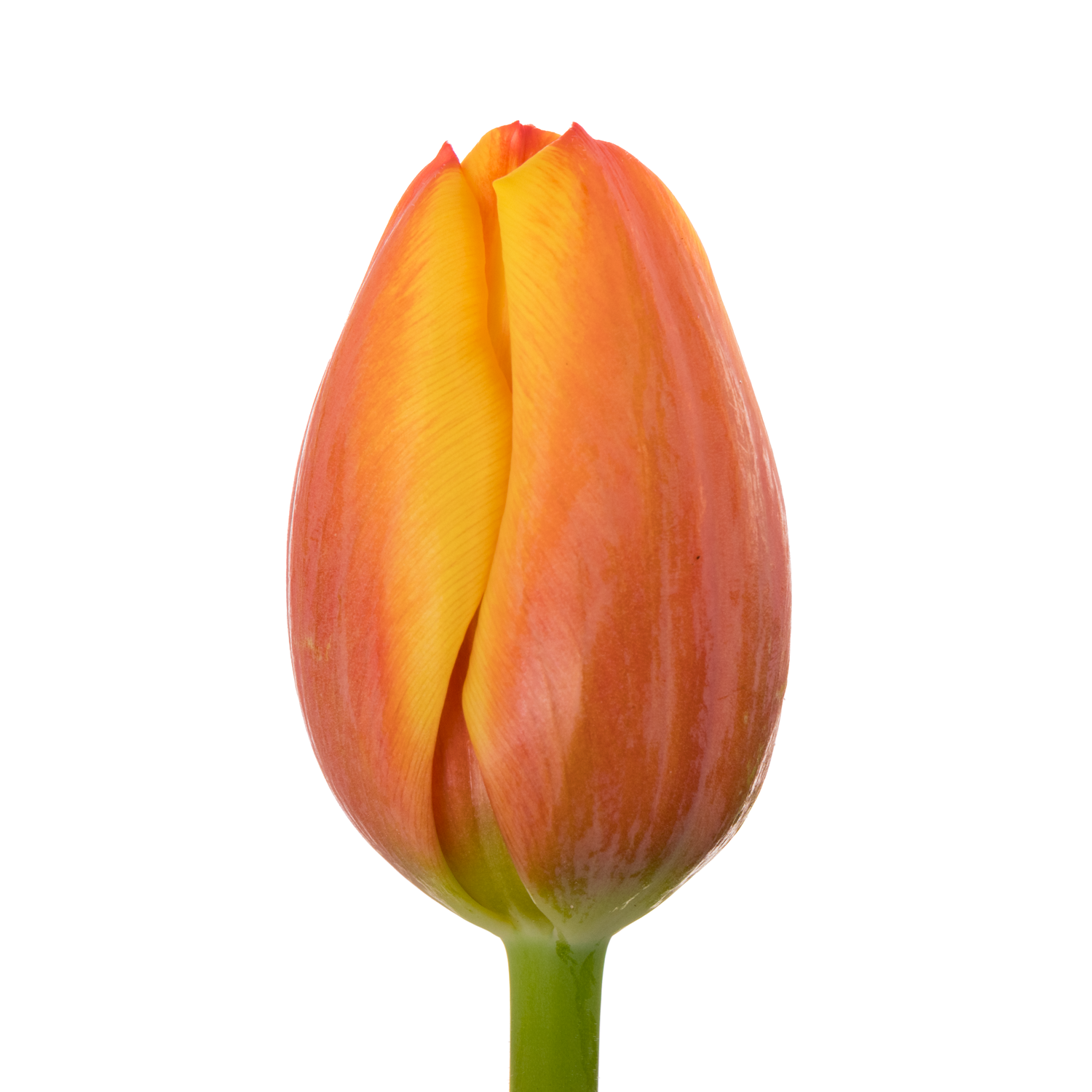 Tulpe orange/gelb Royal Ad Rem 40 Gramm