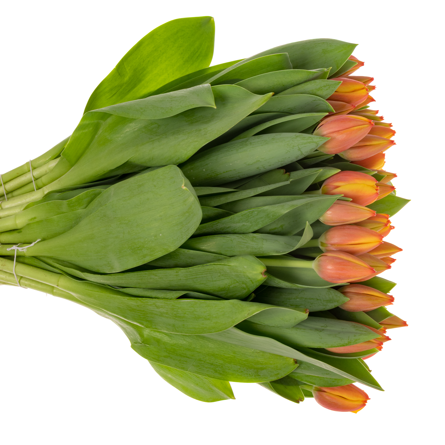 Tulpe orange/gelb Royal Ad Rem 40 Gramm